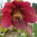 Helleborus orientalis fleur